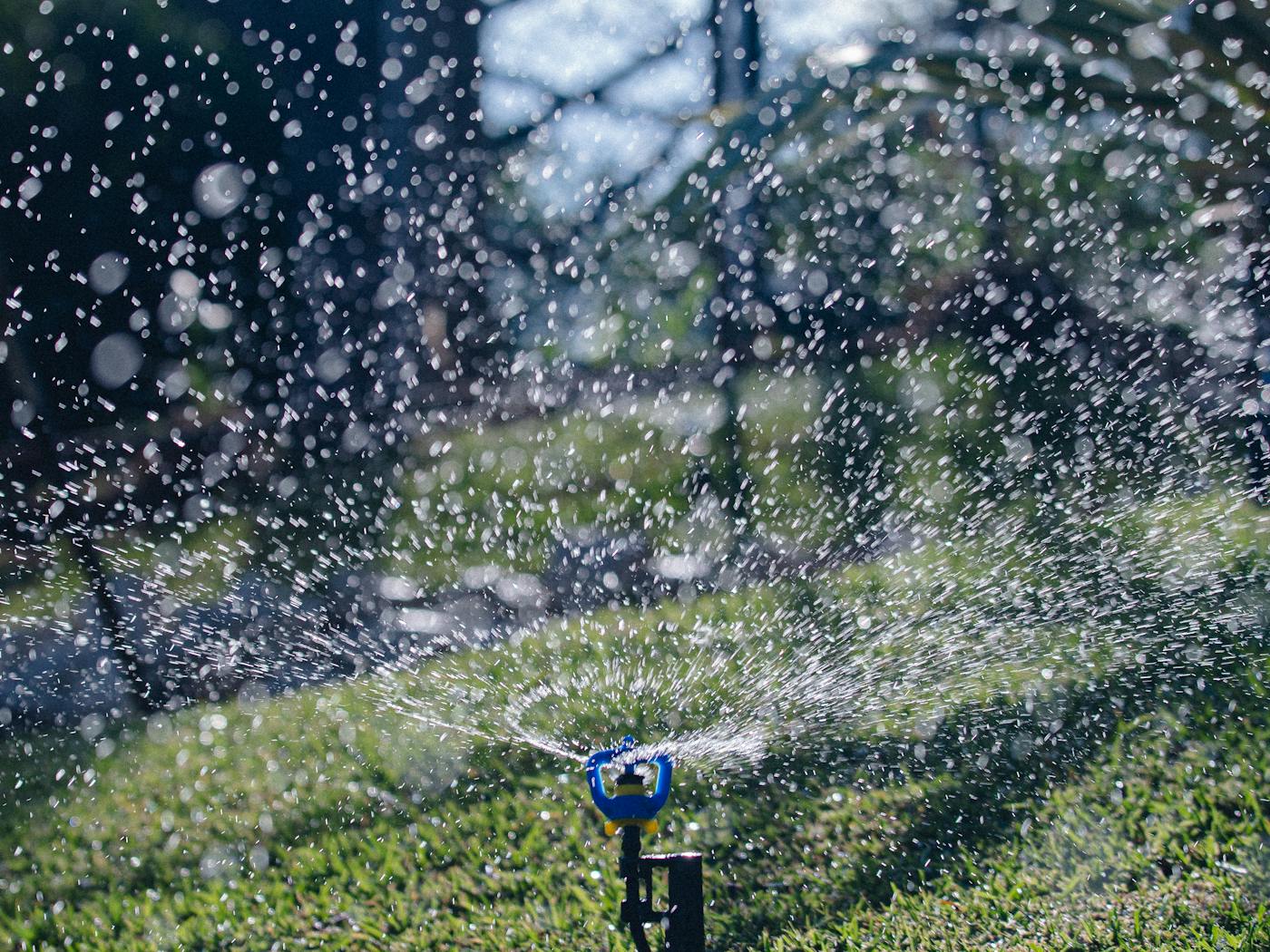 Pop-up sprinkler running a clean arc over a striped Bermuda lawn at first light.