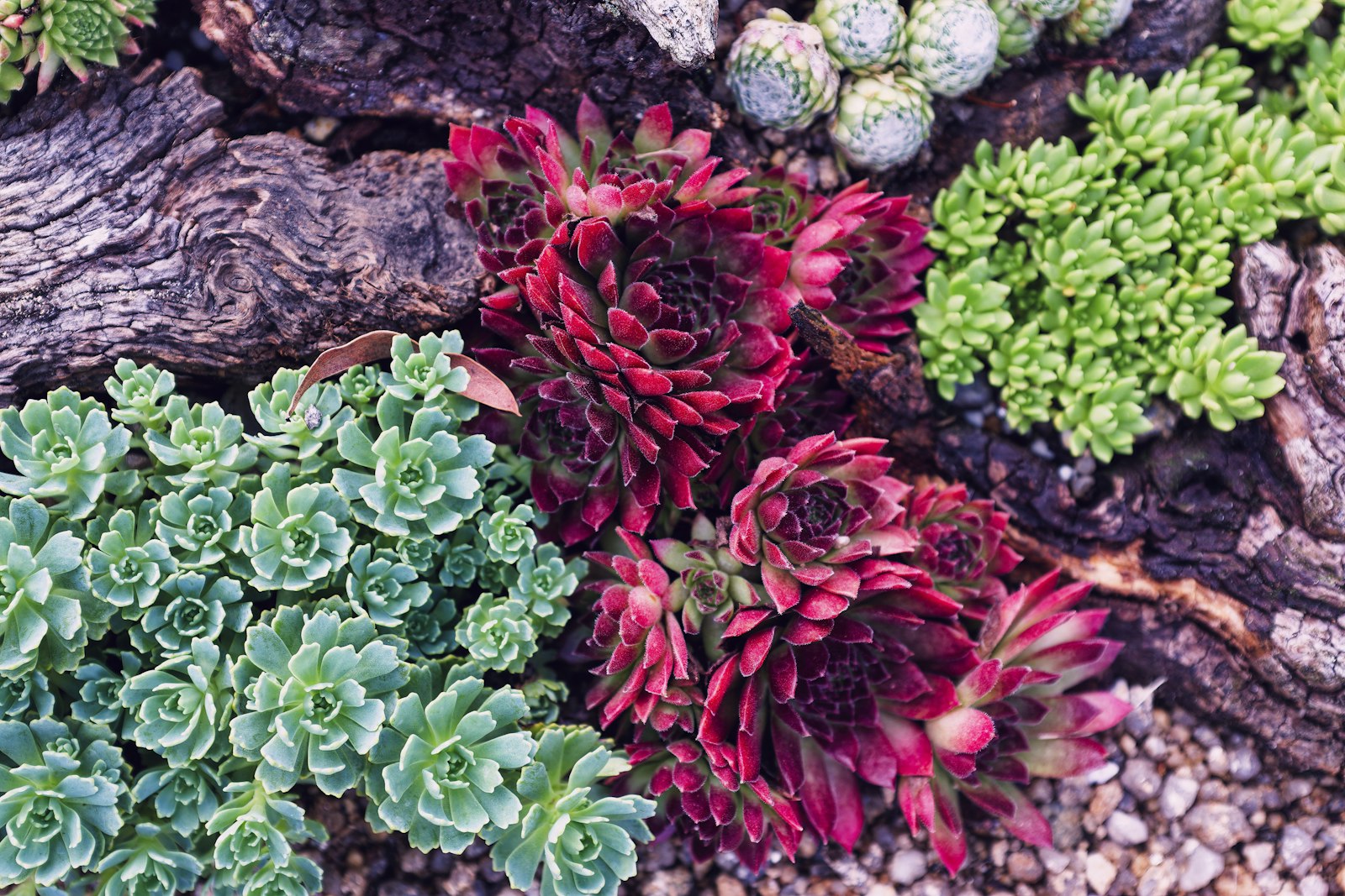 Refreshed desert bed with assorted succulents, hand-laid bark, and clean edge line.