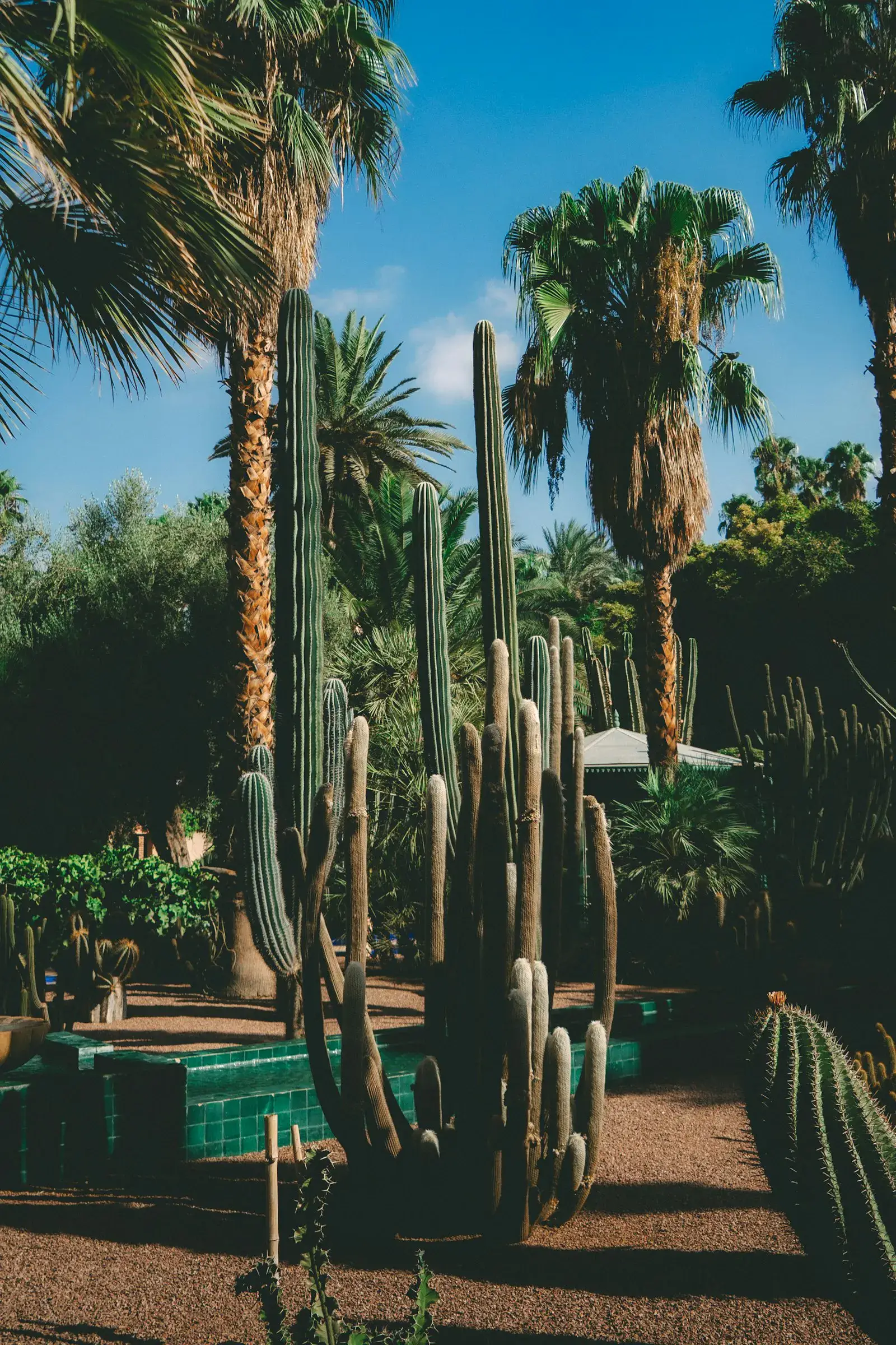 Mature saguaro and date palms anchoring a low-water Paradise Valley xeriscape.